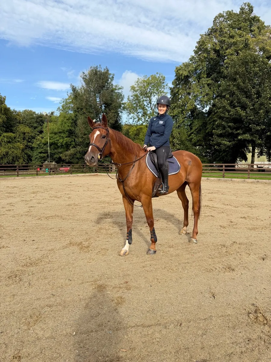 16.3hh 5 year old mare - Image 1