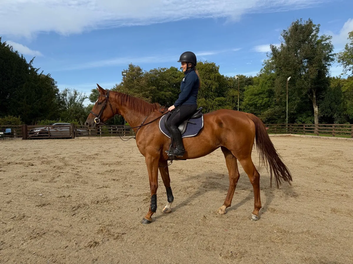 16.3hh 5 year old mare - Image 2