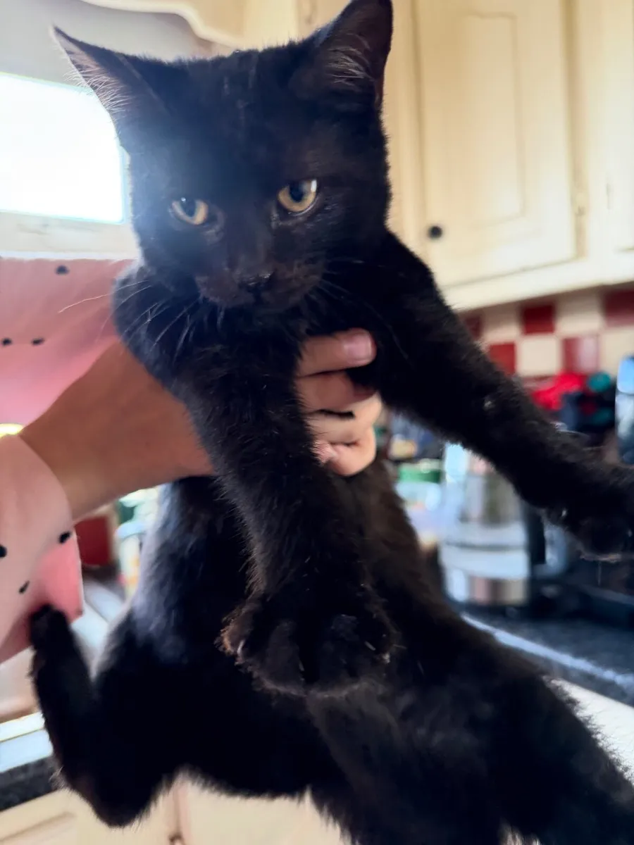 🐾 3 Black Kittens Looking for Loving Homes 🐾 - Image 1
