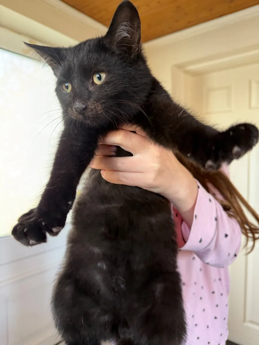 🐾 3 Black Kittens Looking for Loving Homes 🐾 - Image 2