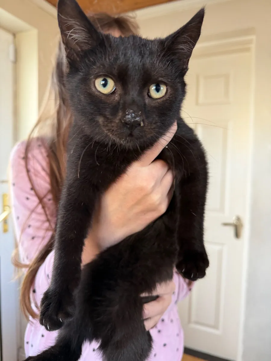 🐾 3 Black Kittens Looking for Loving Homes 🐾 - Image 3