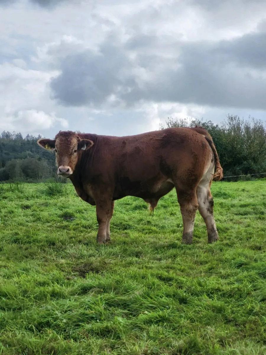 BULL WEANLINGS - Image 2