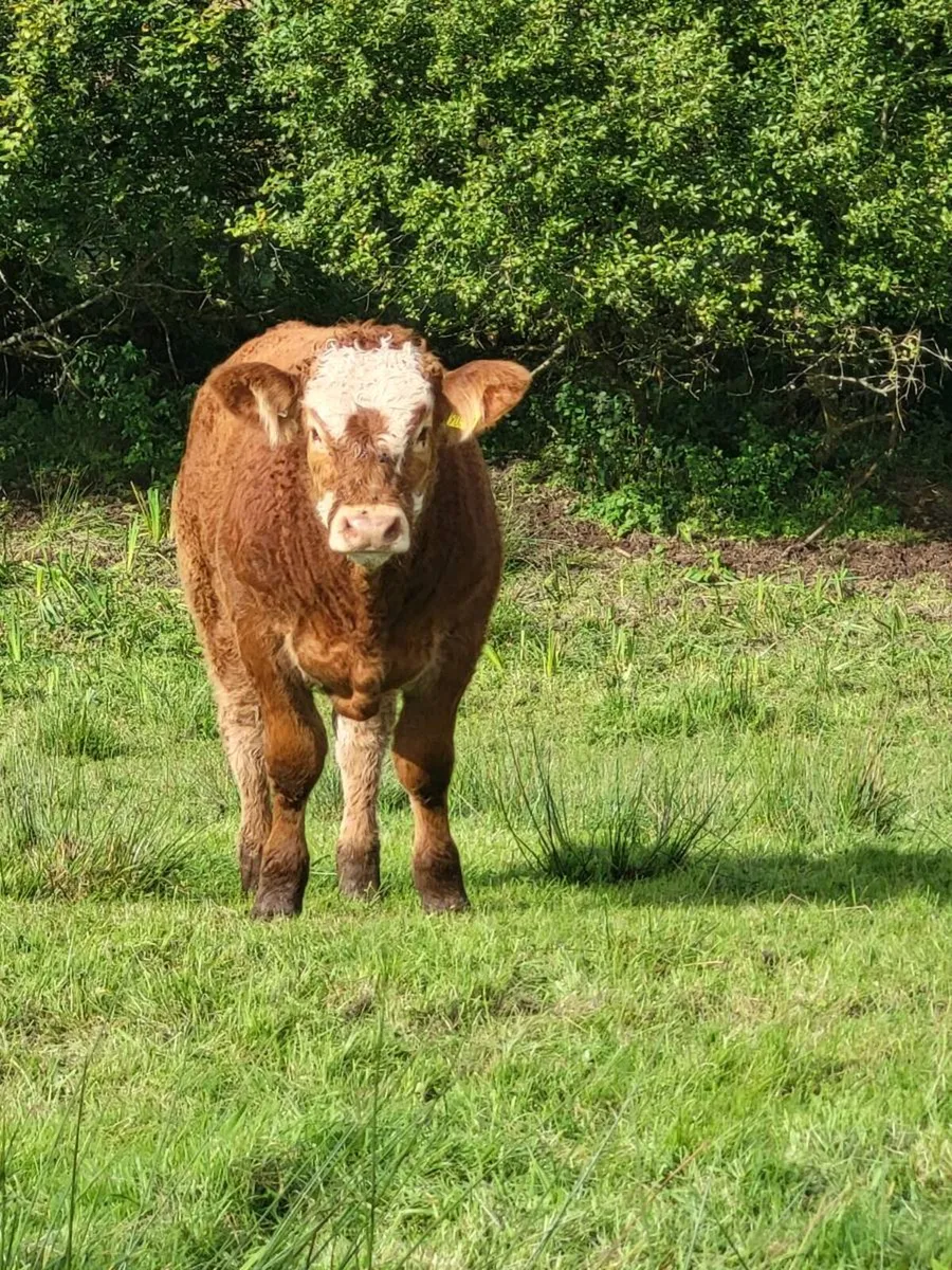 BULL WEANLINGS - Image 3