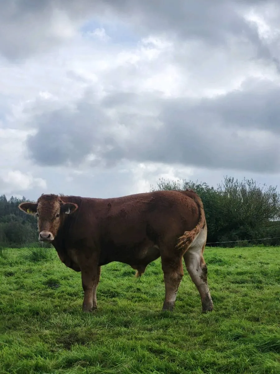 BULL WEANLINGS - Image 1