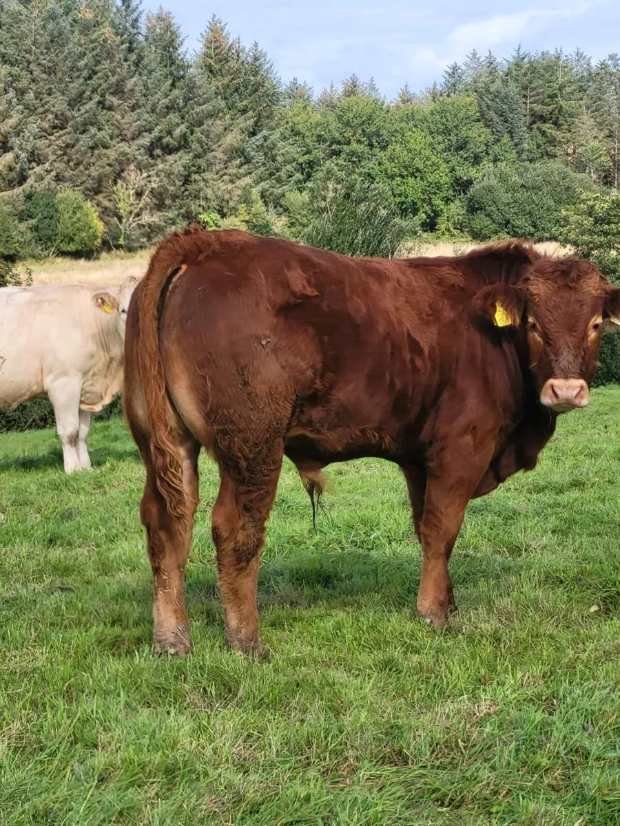 BULL WEANLINGS - Image 4