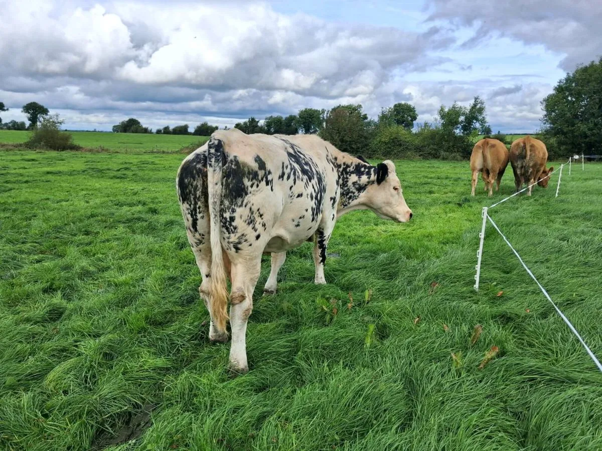 Cow and calf - Image 2