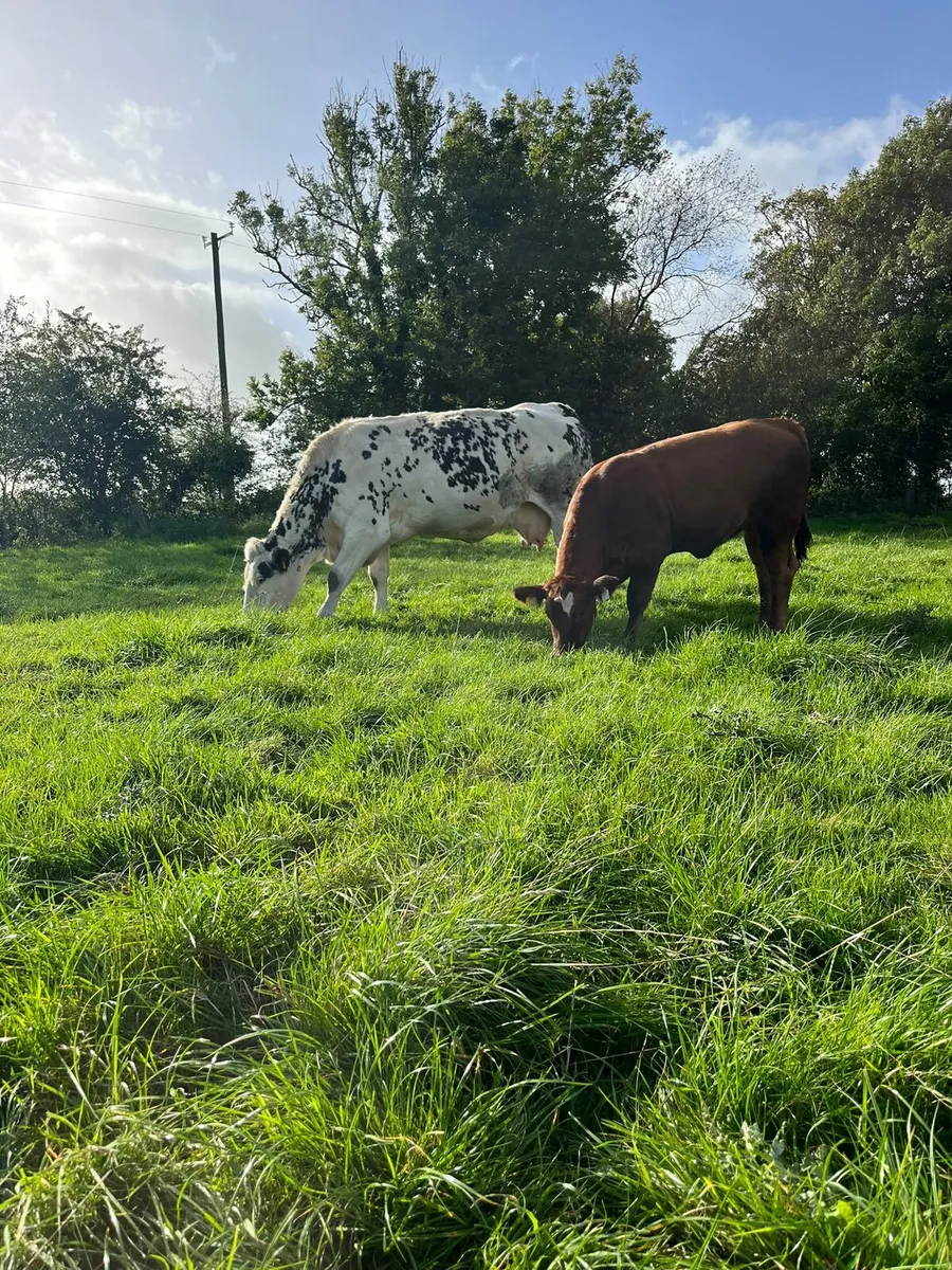 Cow and calf - Image 1