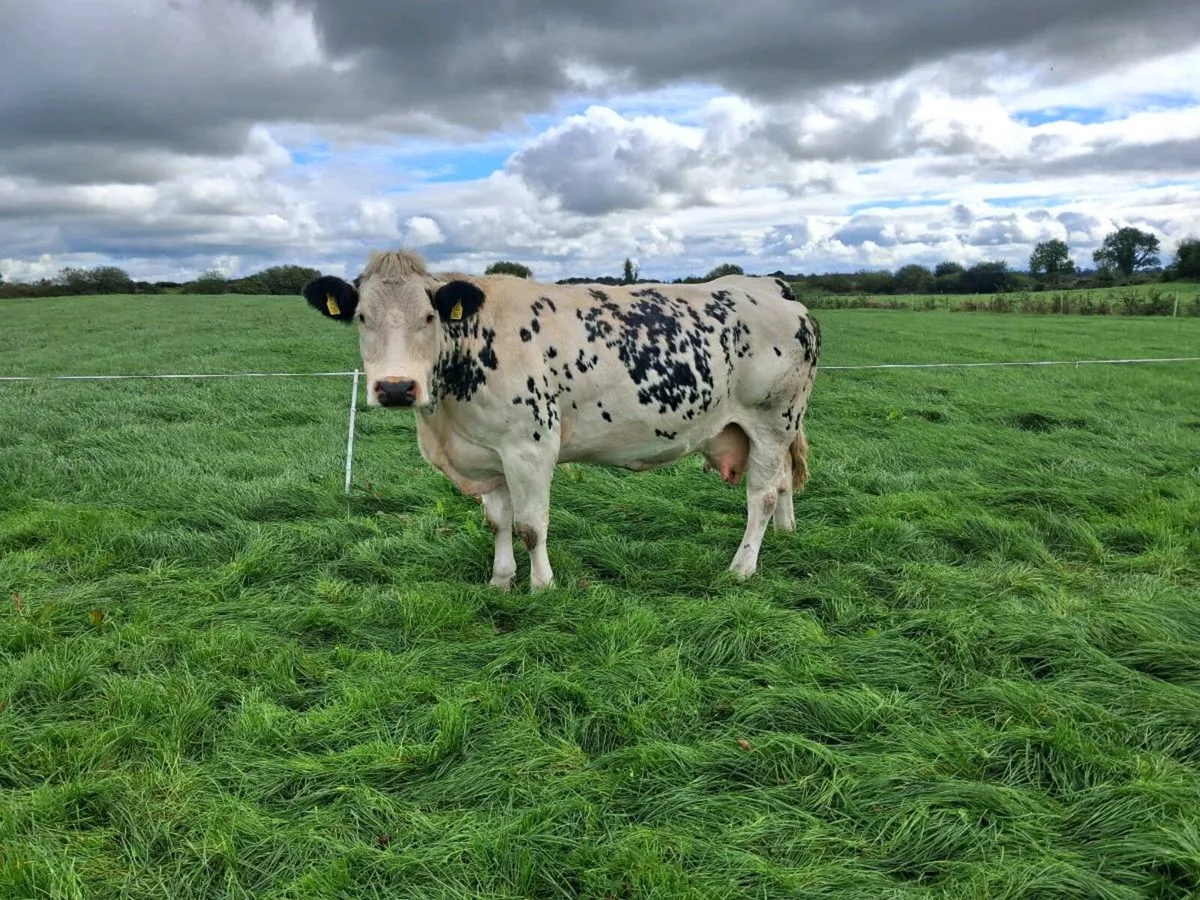 Cow and calf - Image 3