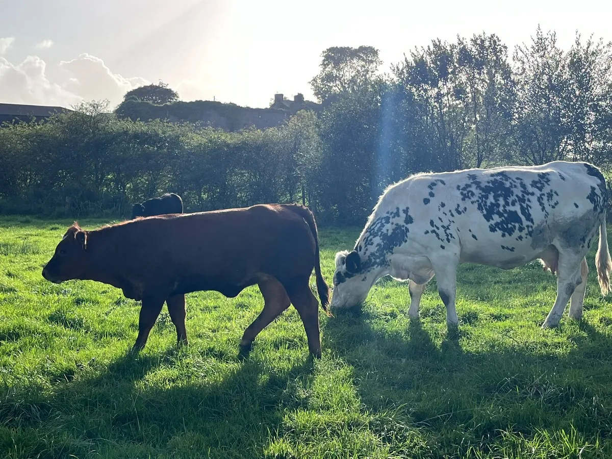 Cow and calf - Image 4