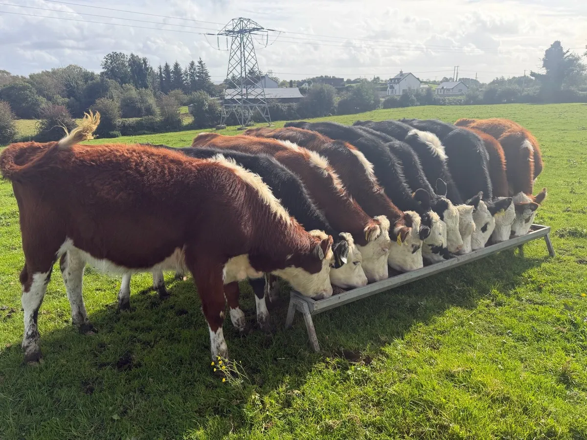 Quality Bunch of Heifers - Image 2