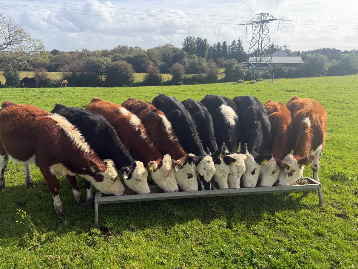 Quality Bunch of Heifers - Image 3