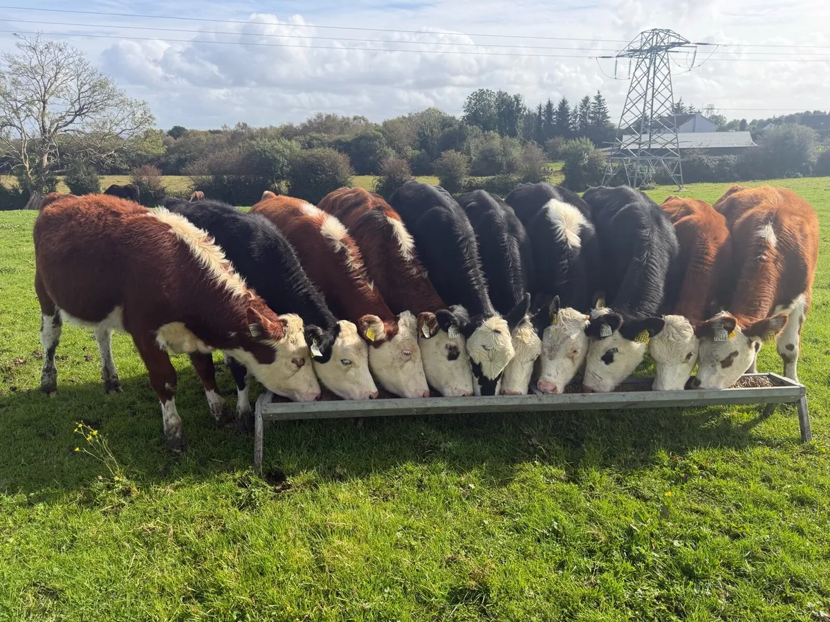 Quality Bunch of Heifers - Image 4