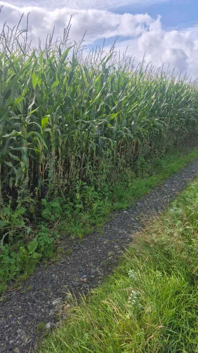Maize - Image 1