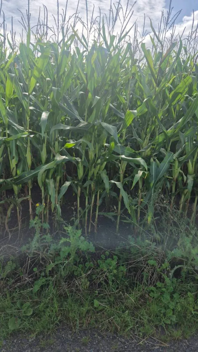 Maize - Image 2