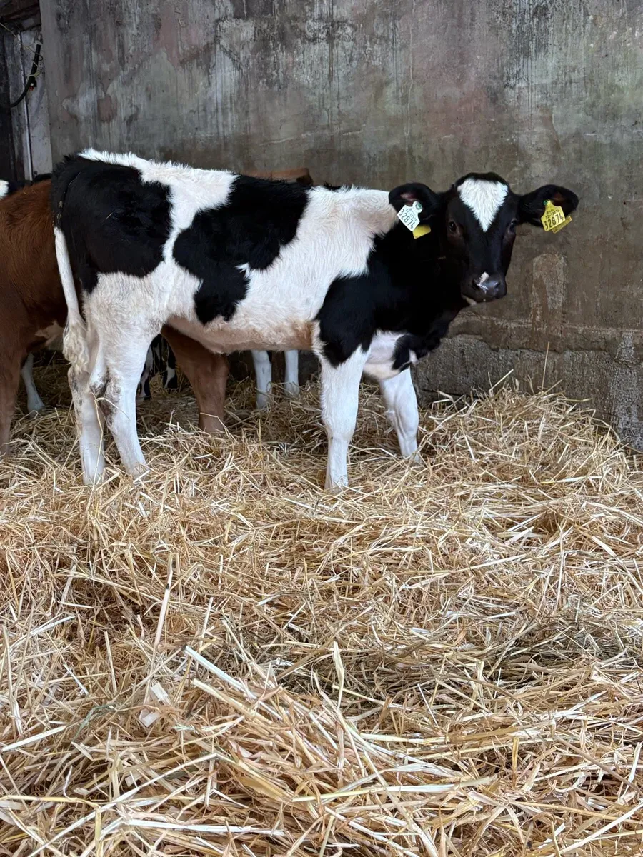 Fleckvieh cross heifers - Image 2