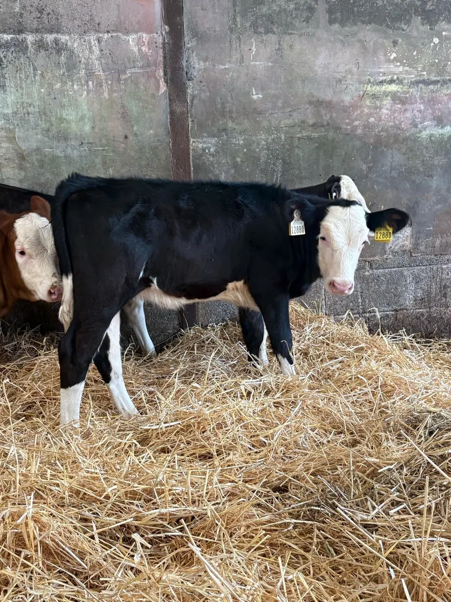 Fleckvieh cross heifers - Image 3