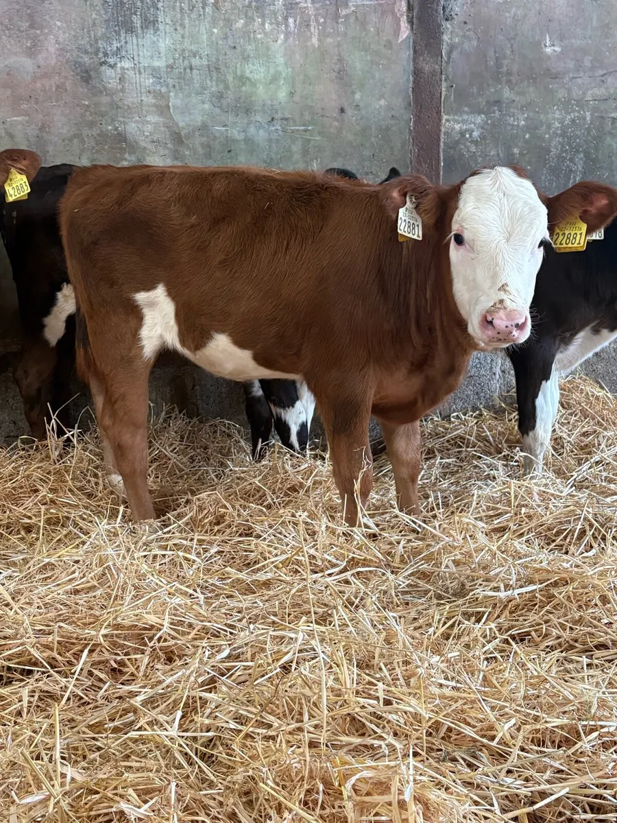 Fleckvieh cross heifers - Image 1