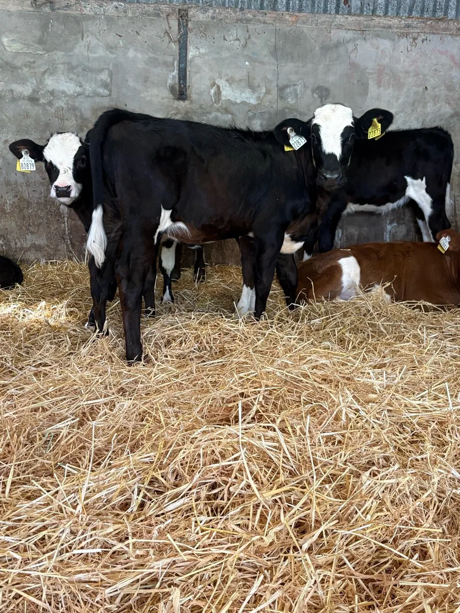 Fleckvieh cross heifers - Image 4