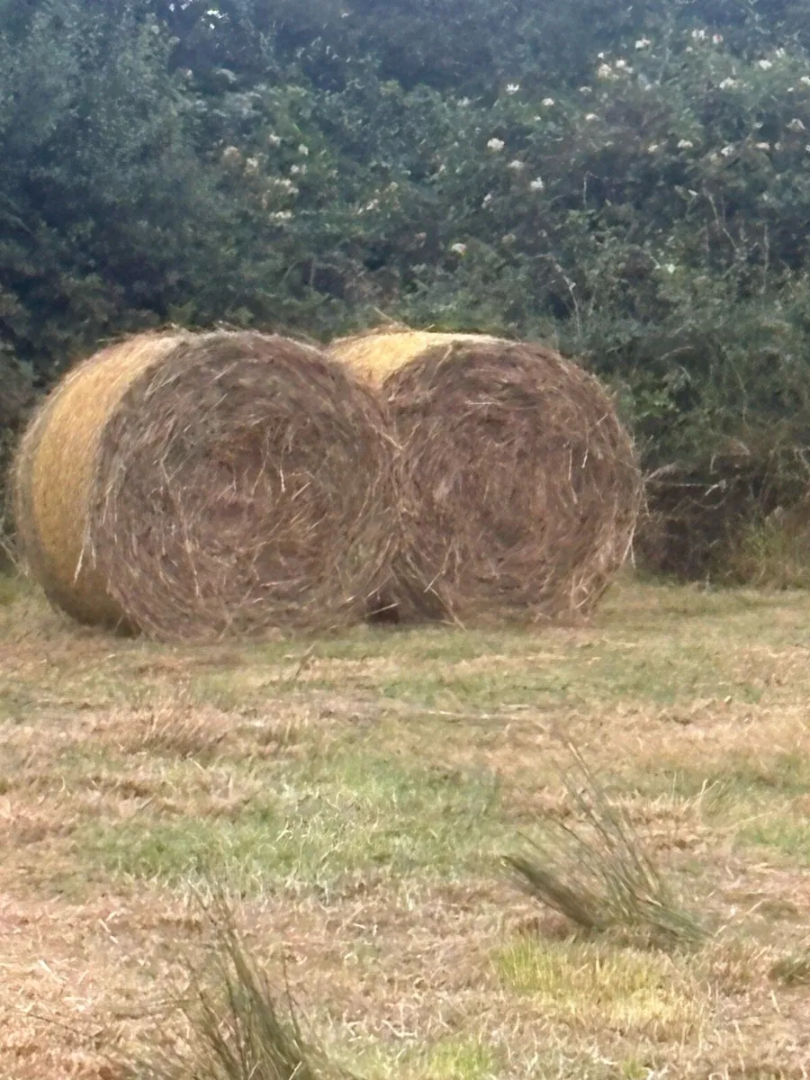 Rushes - Image 1