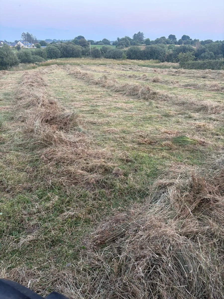 Rushes - Image 2