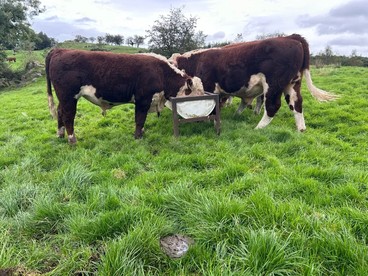 Hereford & Speckle Park Bulls for Sale - Image 1
