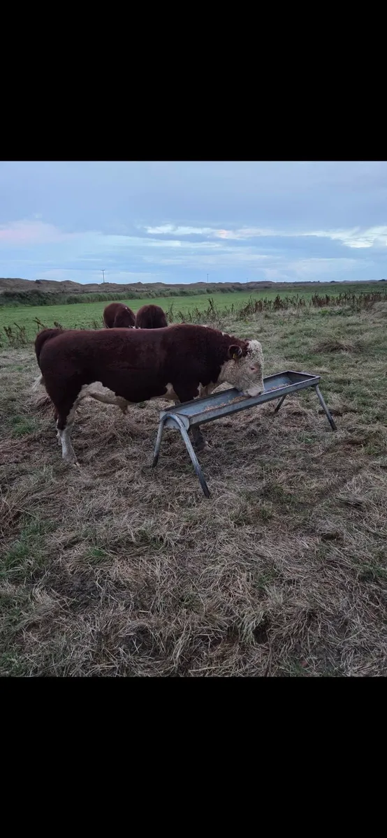 Pedigree hereford bulls - Image 2