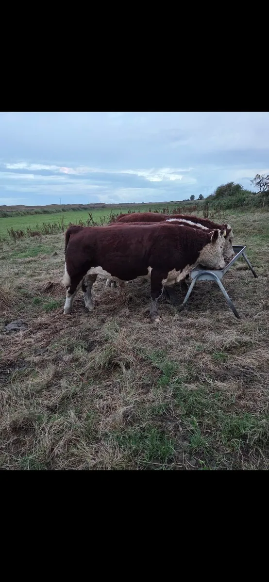 Pedigree hereford bulls - Image 3