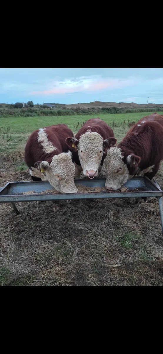 Pedigree hereford bulls - Image 4