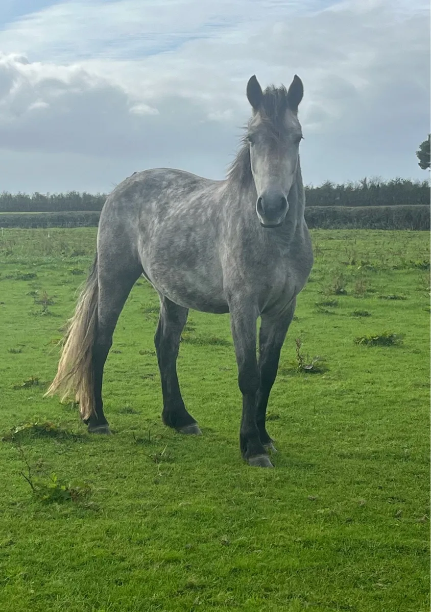 Connemara Gelding - 3 Year Old - Image 3