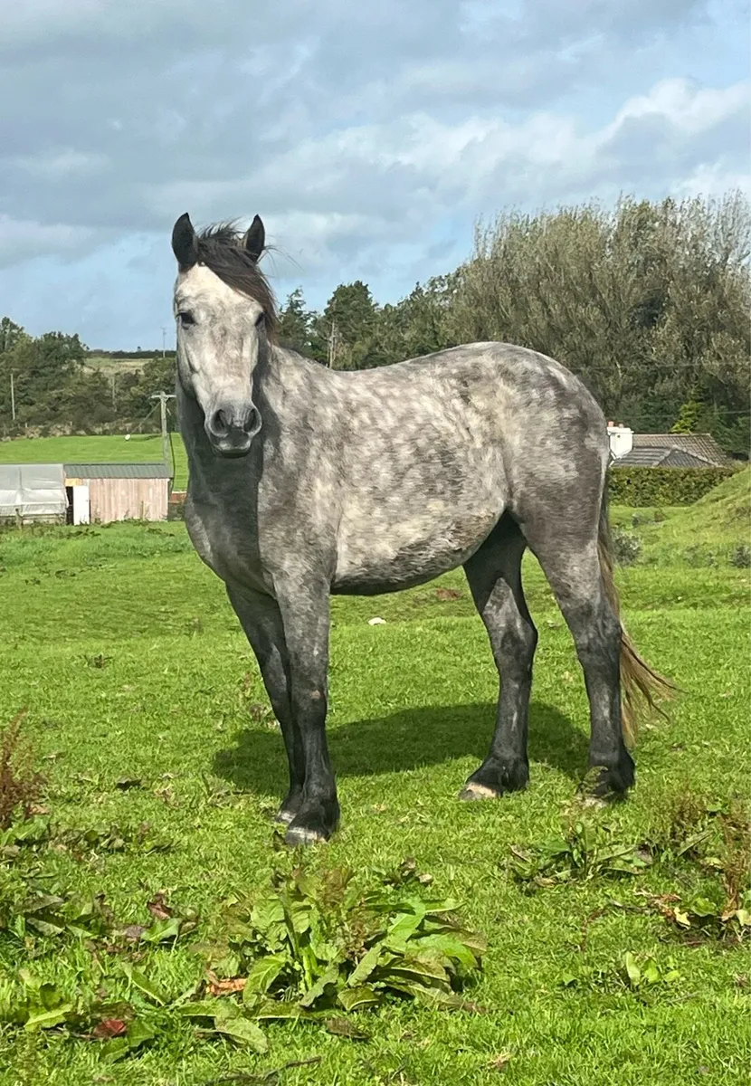 Connemara Gelding - 3 Year Old - Image 4