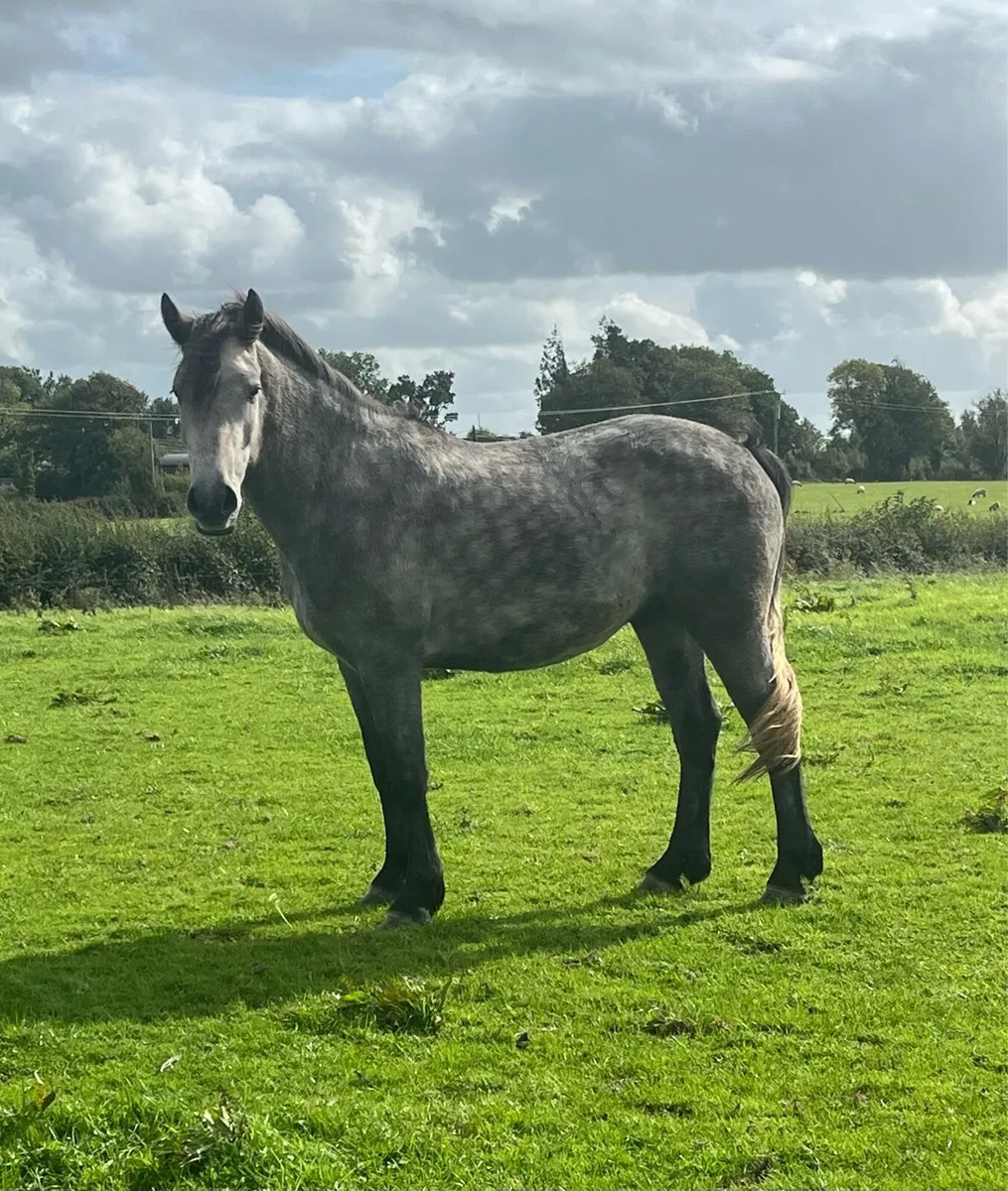 Connemara Gelding - 3 Year Old - Image 1