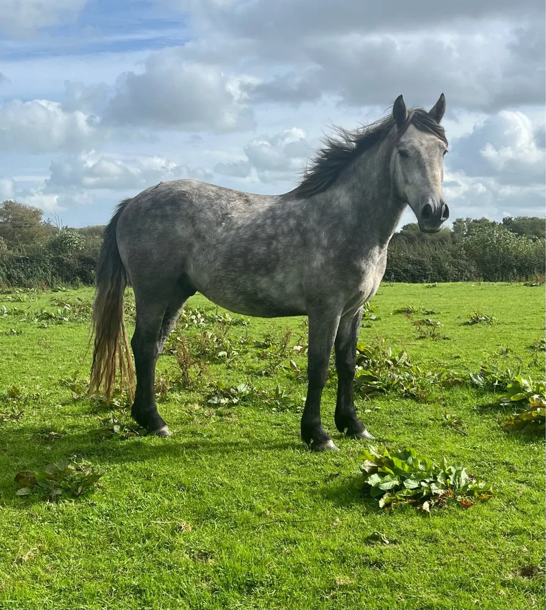 Connemara Gelding - 3 Year Old - Image 2
