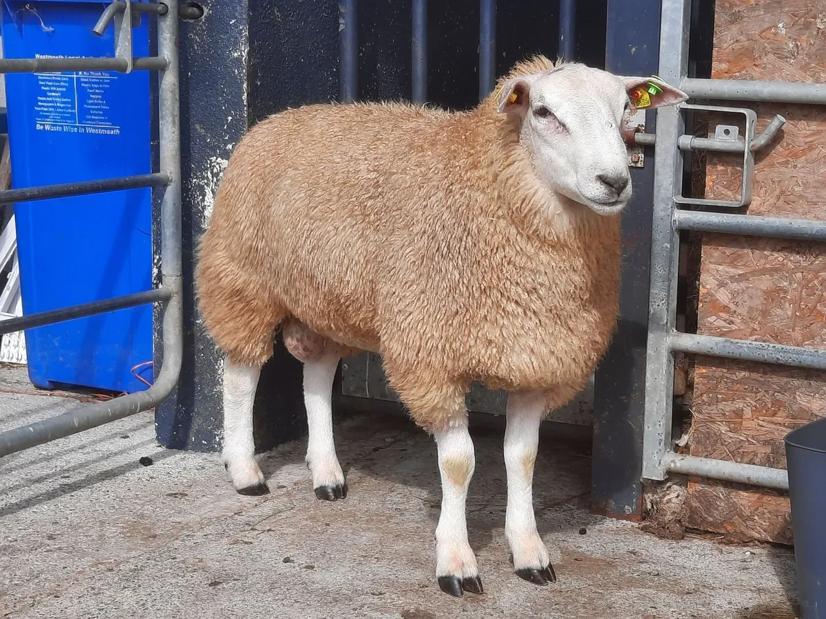 Beclare pedigree  ram lambs - Image 1