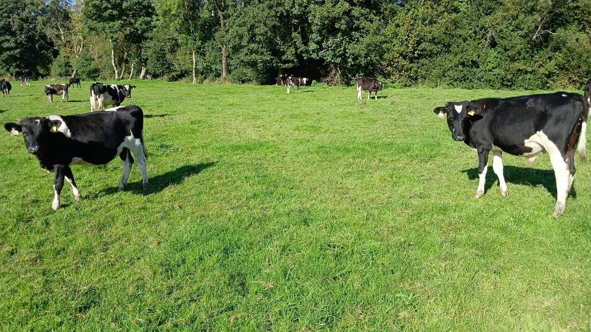 Calves - Image 2