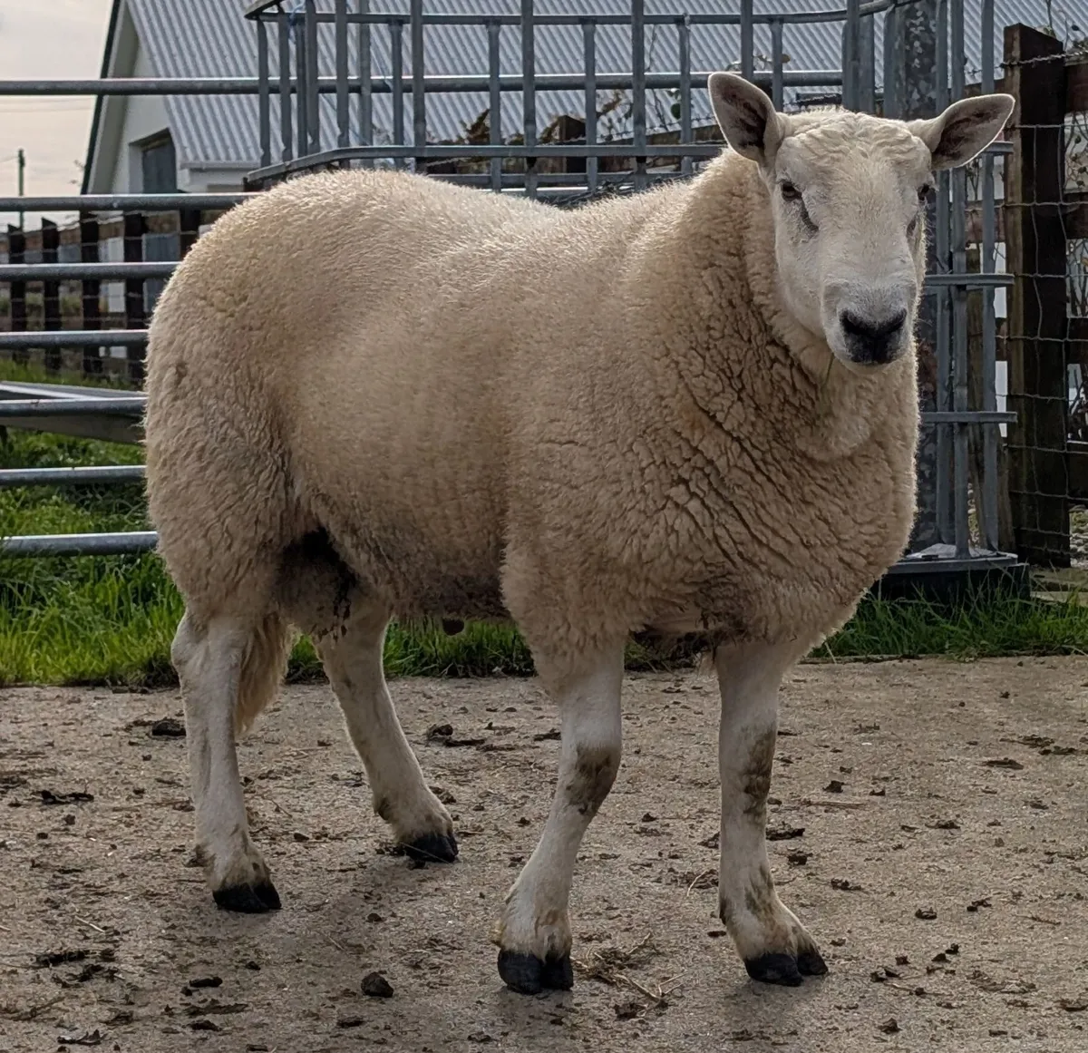 Wicklow Cheviot Shearling Rams - Image 4