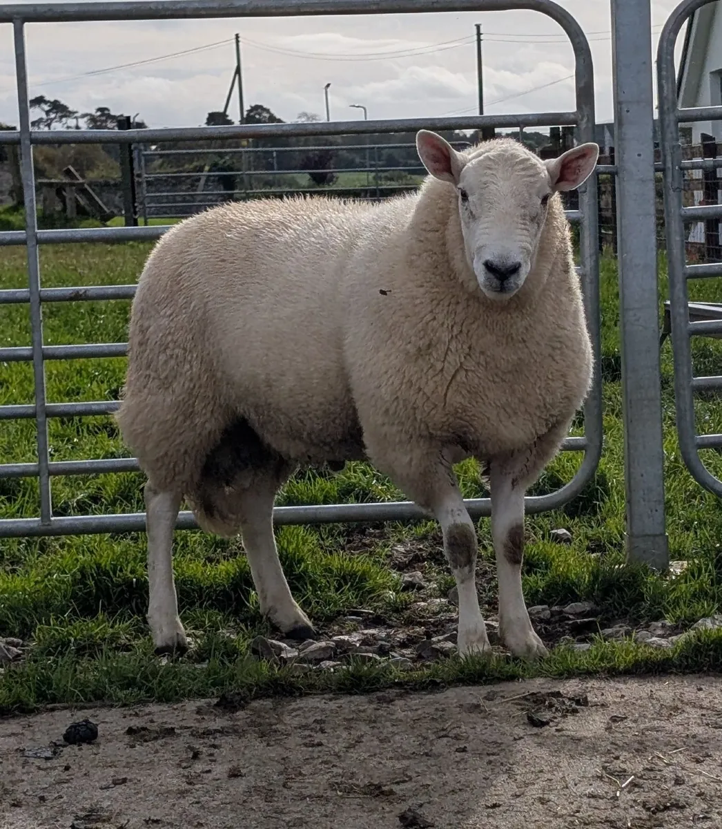 Wicklow Cheviot Shearling Rams - Image 2