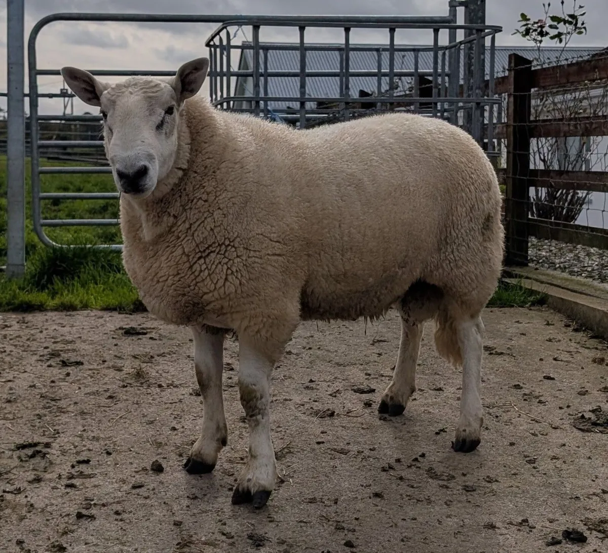 Wicklow Cheviot Shearling Rams - Image 3
