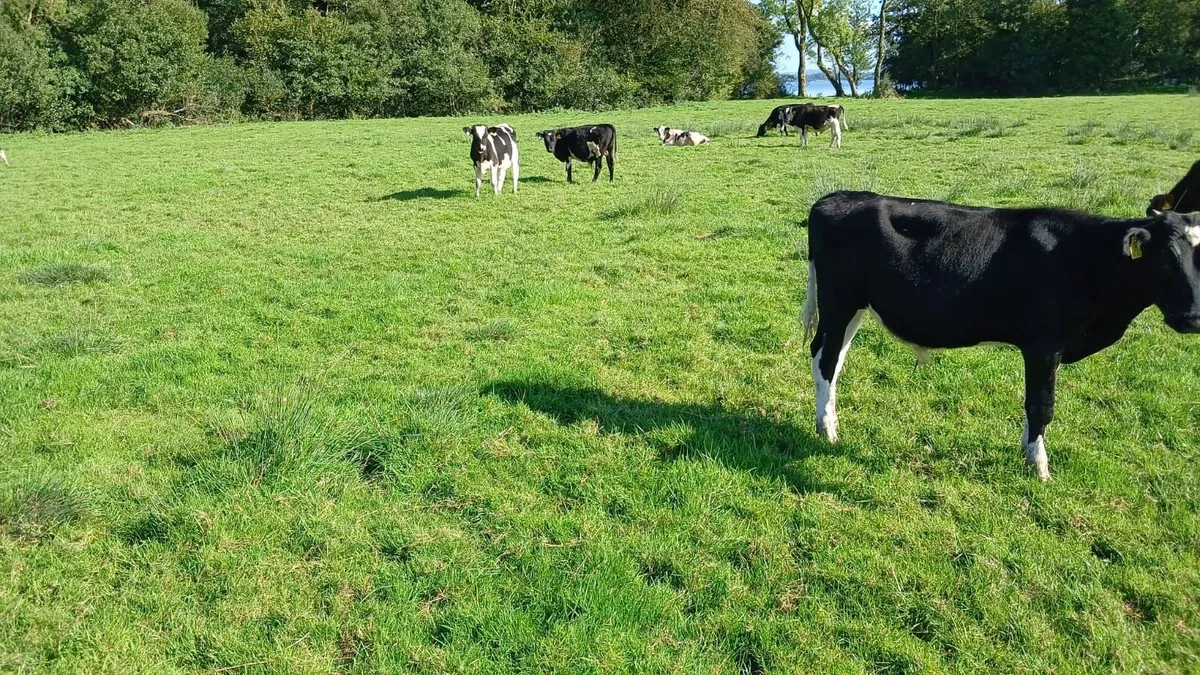 Calves - Image 4