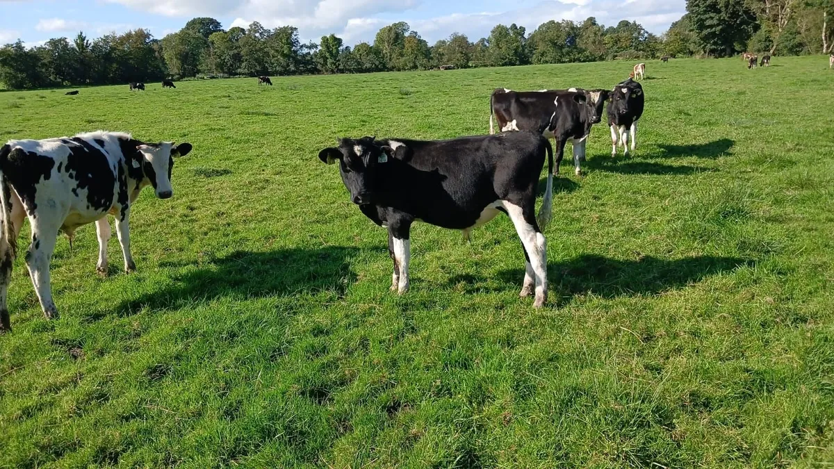 Calves - Image 3