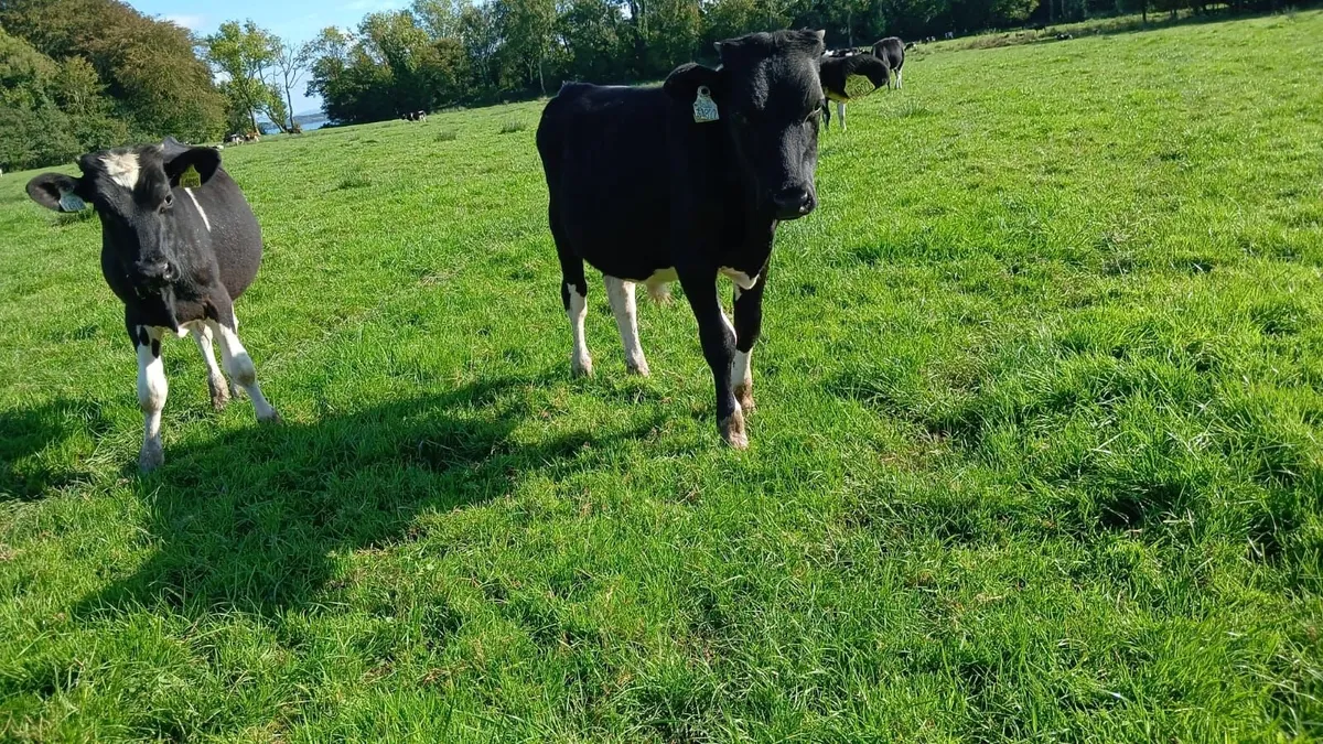Calves - Image 1