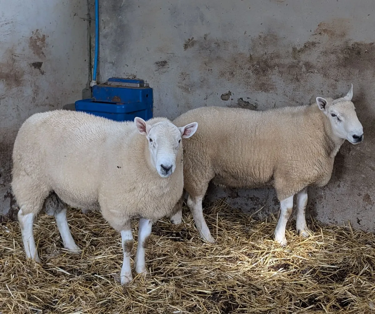 Wicklow Cheviot Shearling Rams - Image 1