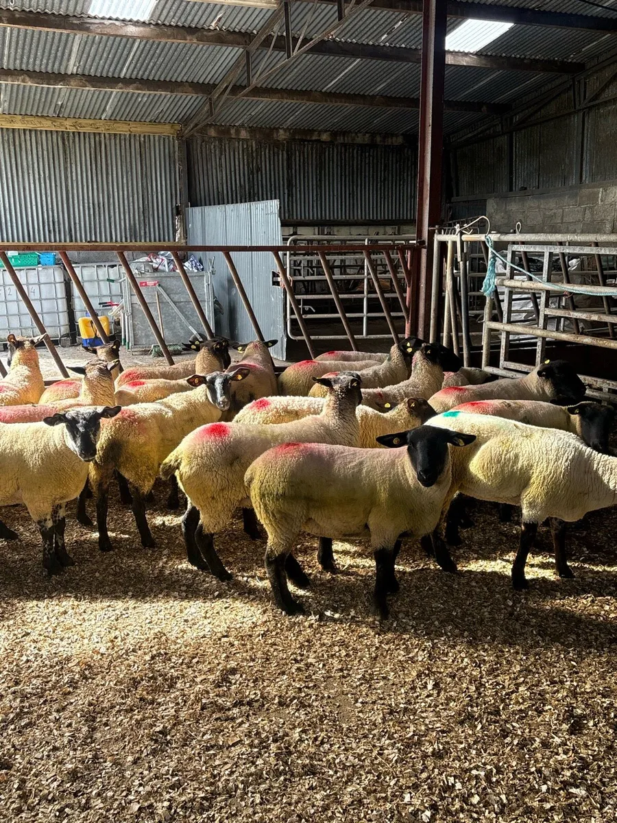 💥25 Suffolk Hoggets 💥 - Image 1