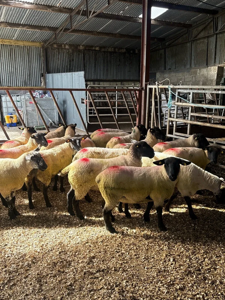 💥25 Suffolk Hoggets 💥 - Image 2