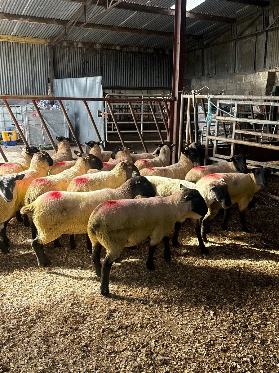 💥25 Suffolk Hoggets 💥 - Image 3