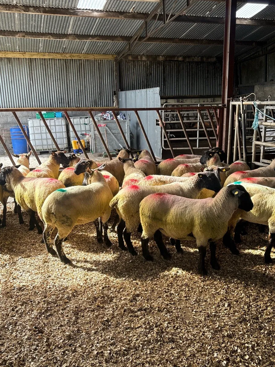 💥25 Suffolk Hoggets 💥 - Image 4