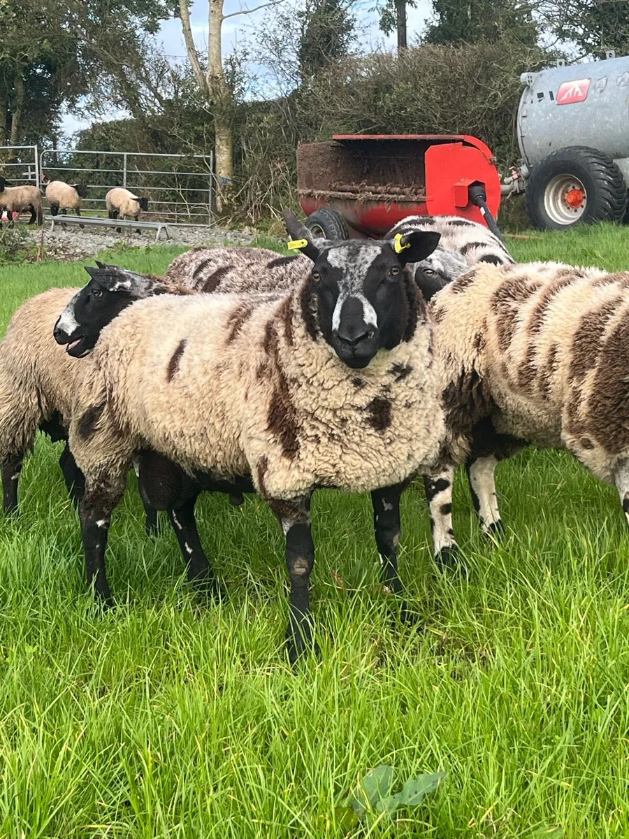 Dutch Spotted Rams - Image 1