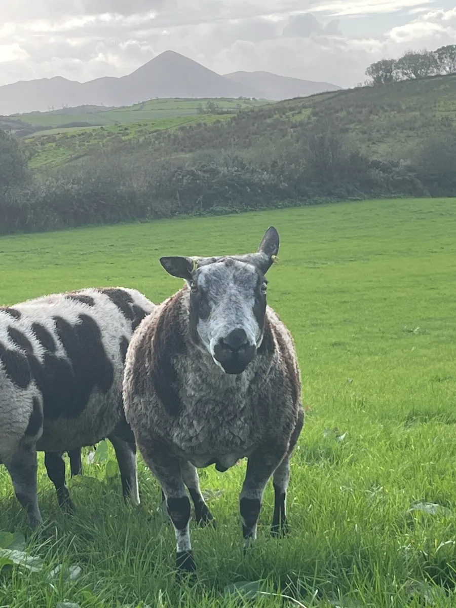 Dutch Spotted Rams - Image 4