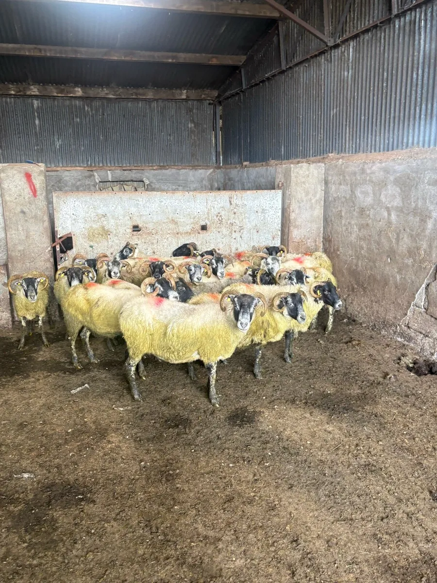💥Lanark ewes 💥 - Image 1