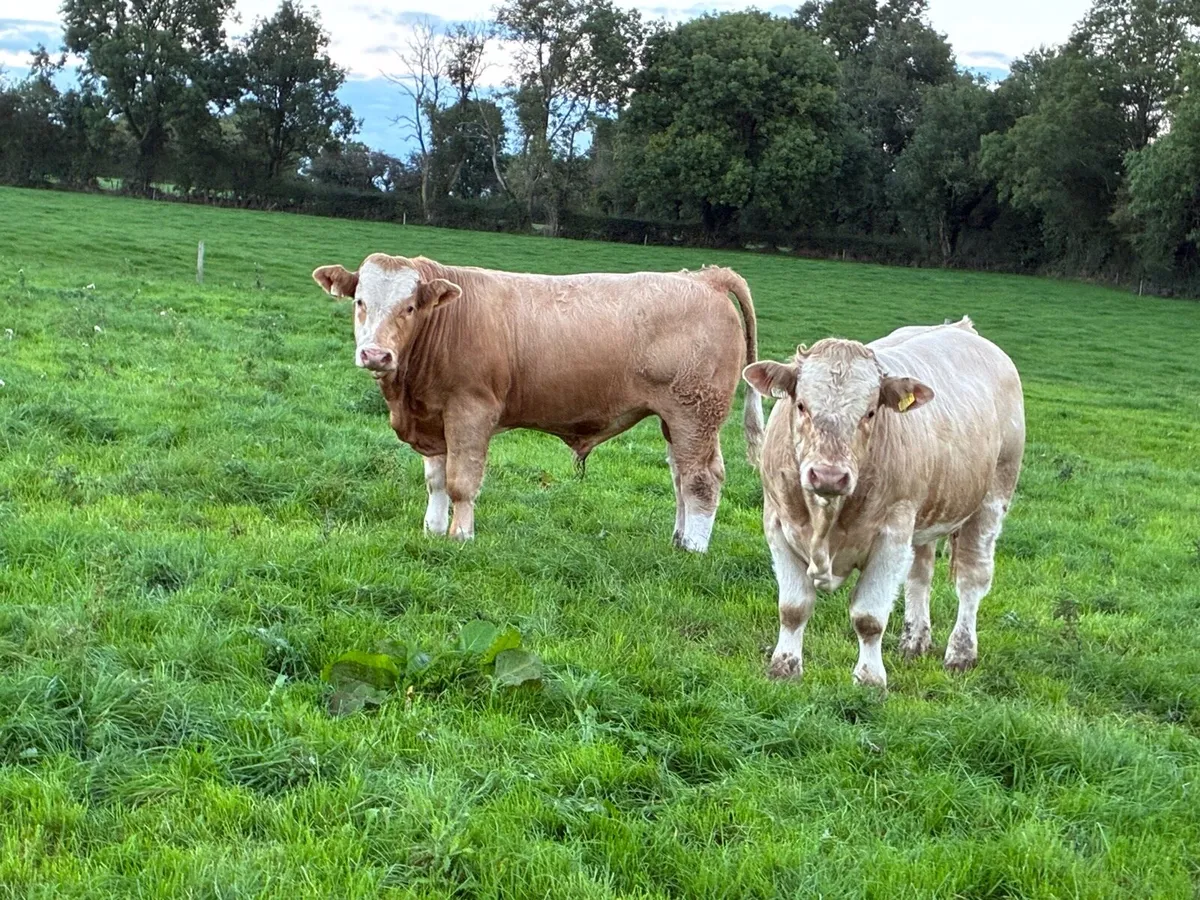 Weaning Bulls - Image 1