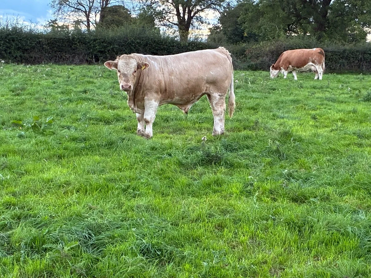 Weaning Bulls - Image 2